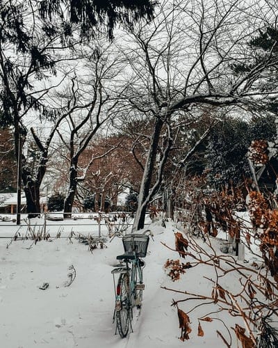bike, trees, snow, winter, mobile wallpaper, android wallpaper, iPhone wallpaper, phone wallpaper