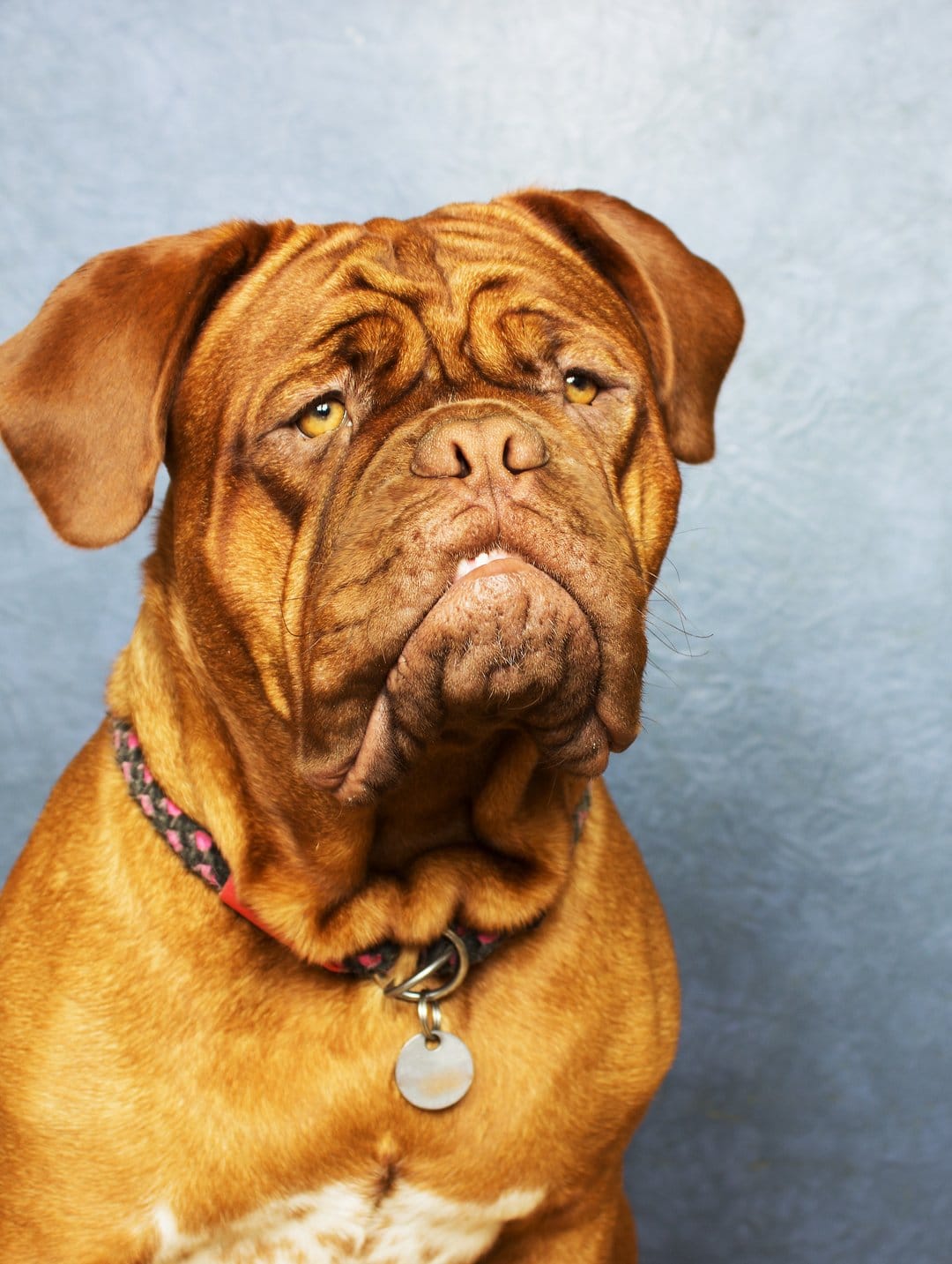 French Mastiff dog with drooping jowls and amber eyes wears a bright collar against a blue textured wall.