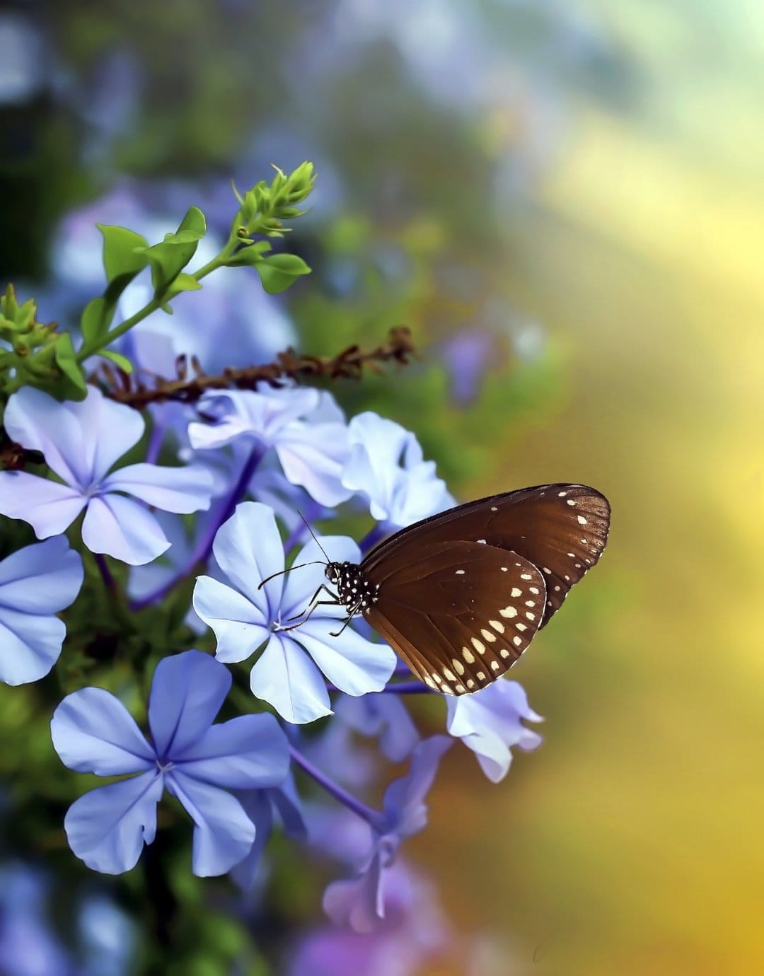 Brown butterfly with white spots resting on blue blossoms with a soft yellow and green bokeh background.