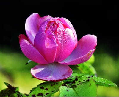Pink rose bud covered in sparkling dewdrops against a dark green blurred background in a macro portrait view.