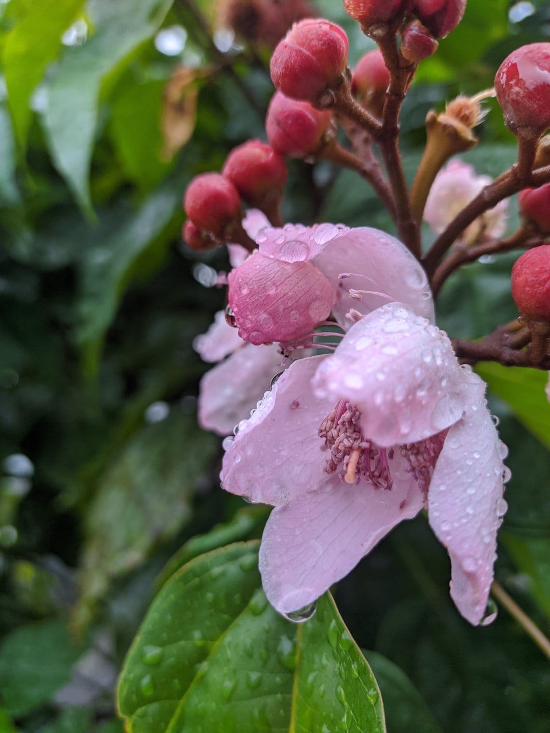 Pink flower petals covered in clear water droplets against a blurred green background in a vertical close-up.
