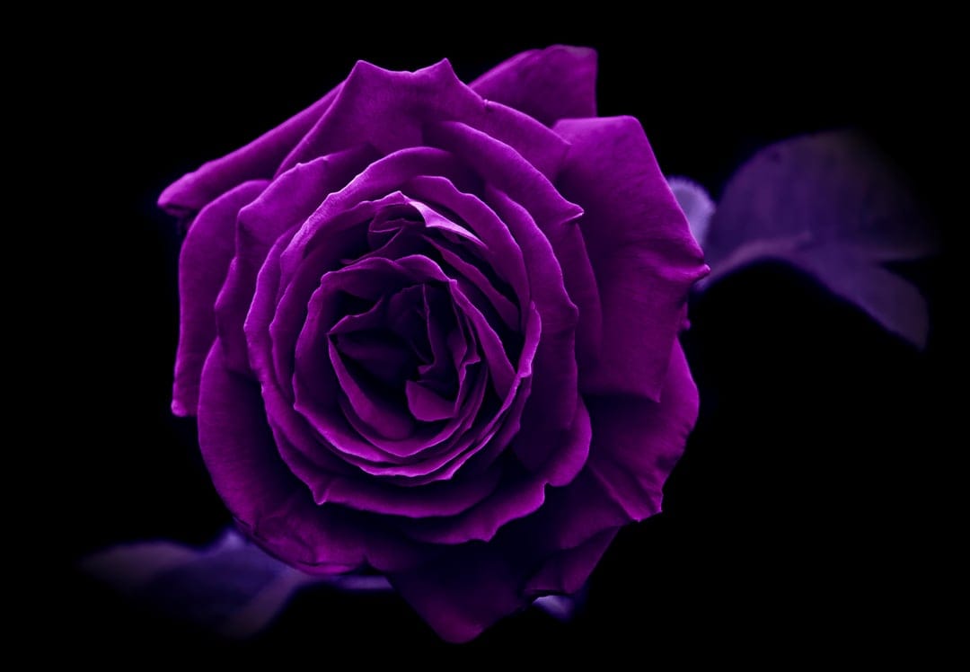 Deep purple rose with layered velvety petals and subtle highlights centered against a solid black background.