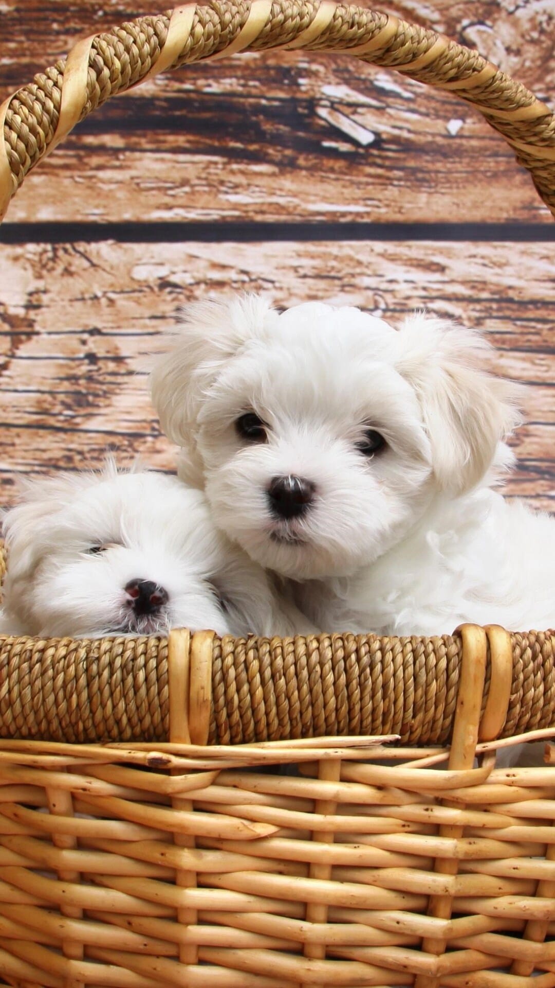 Two fluffy white puppies nestle together inside a round wicker basket against a blurred wooden backdrop.