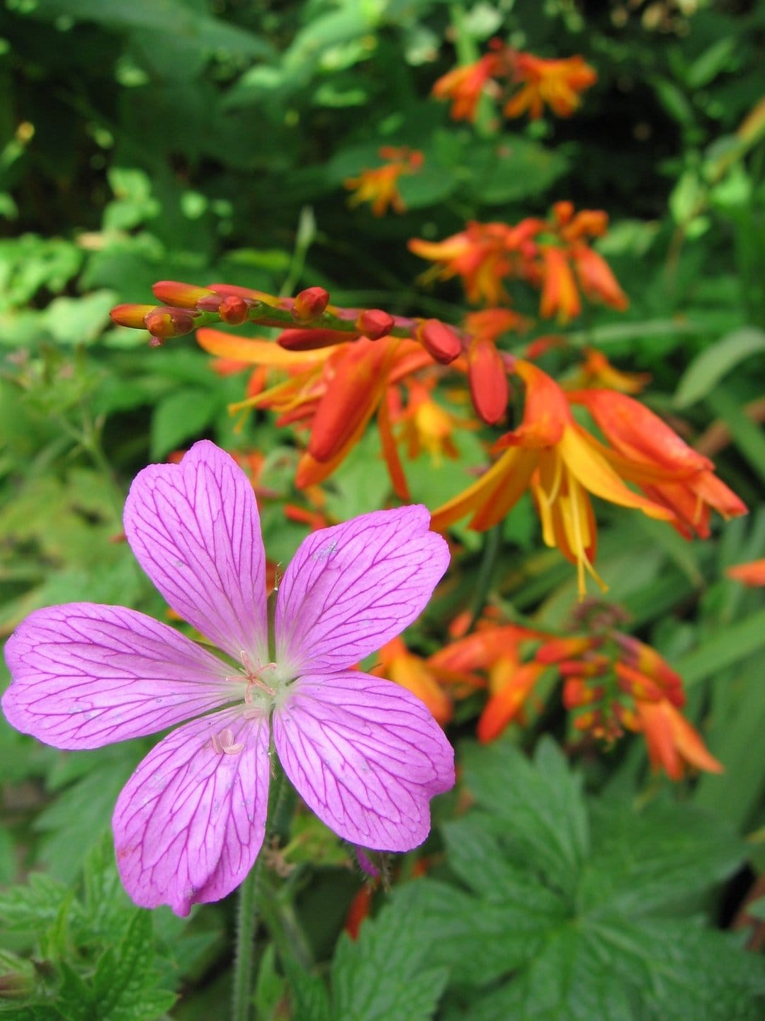 Purple geranium flower with dark veins in sharp focus against blurred orange crocosmia garden blossoms.