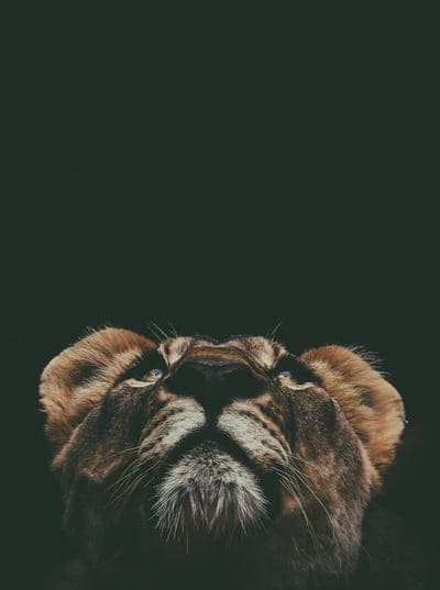 lion,muzzle,look,up