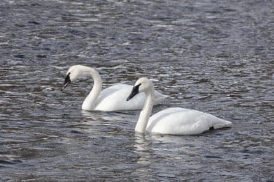 Swan,Swan wallpaper,Swan background,Swan desktop wallpaper,bird,wildlife