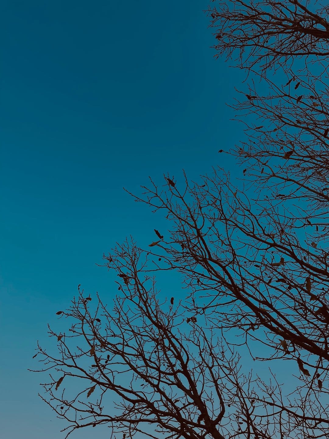 Intricate dark tree branches and small twigs reach across a deep, solid blue sky in a low-angle vertical view.
