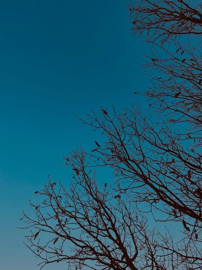 trees,branches,autumn,sky