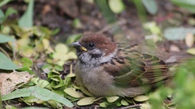 Young sparrow with brown-streaked feathers sits on leaf-covered ground surrounded by lush green garden foliage.