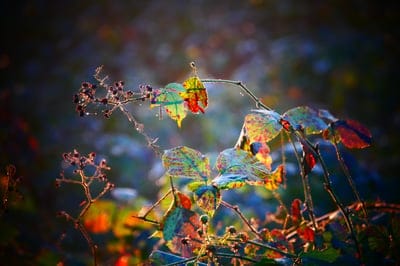 sheet,leaves,color,colorful,4K wallpaper,beautiful wallpaper,Mac wallpaper,autumn,nature,Windows wallpaper,green,4K wallpaper,HD wallpaper,tree,autumn colours,wallpaper HD,cool backgrounds,vote,wallpaper 4K,background