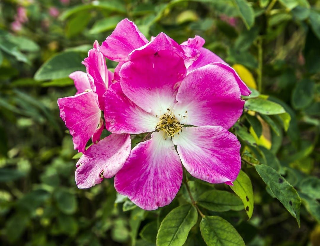 Pink rose with layered petals and a white center surrounded by blurry green leaves in a macro botanical shot.