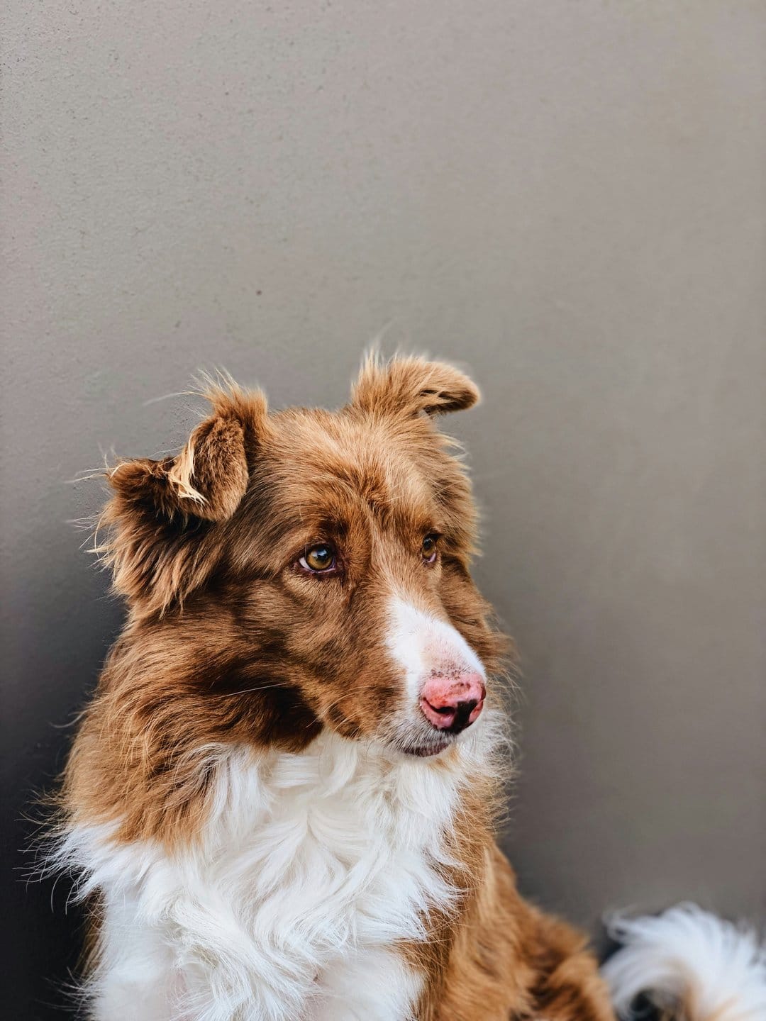 Brown and white Border Collie dog with expressive eyes sits against a gray wall in a close-up animal portrait.