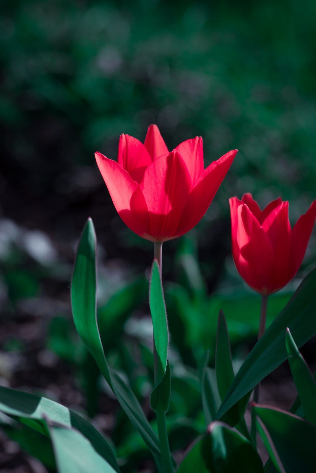 Red tulip petals with soft sunlight highlights against a dark green blurred garden foliage background.