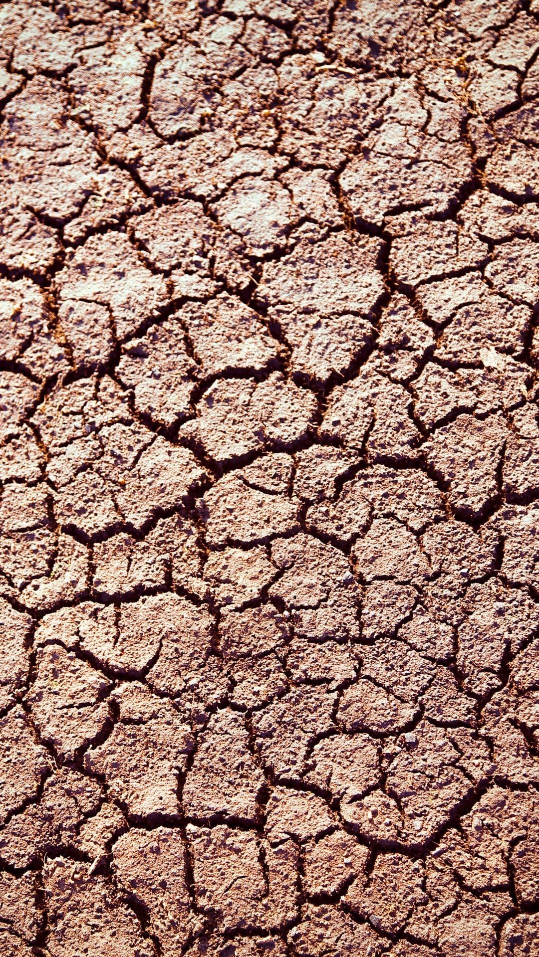 Deep fissures and geometric cracks in parched brown earth form a detailed, weathered soil surface pattern.