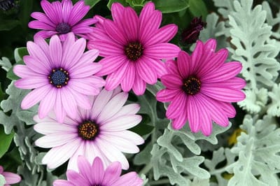 Osteospermum, African Daisy, Pink Flowers, Purple Flowers, Flower Garden, Floral Arrangement, Summer Blooms, Spring Flowers, Garden Photography, Nature Photography, Close-up Flowers, Vibrant Colors, Fuchsia Flowers, Lavender Flowers, Silvery Foliage, Daisy Family, Perennial Flowers, Flowering Plants, Outdoor Gardening, Botanical Beauty, Floral Close-up, Vivid Blooms, Plant Life