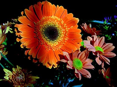Orange Gerbera daisy and pink chrysanthemums with green centers stand out against a dark, moody background.
