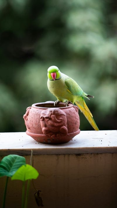Parrot wallpaper,Parrot,Parrot desktop wallpaper,bird,bird wallpaper