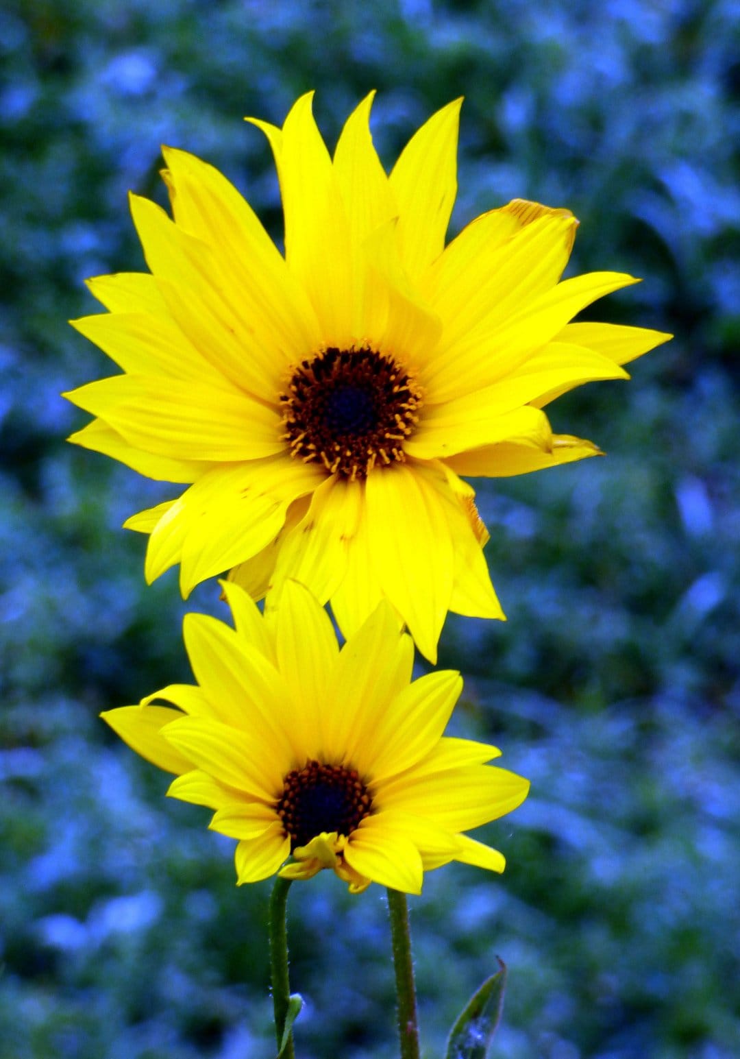 Yellow sunflowers with dark centers bloom against a blurred blue background, captured in a vertical portrait.