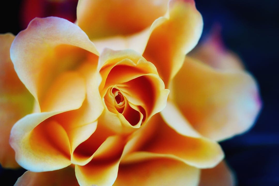 Orange and yellow rose petals with a swirling crimson center captured against a dark shadowy background.