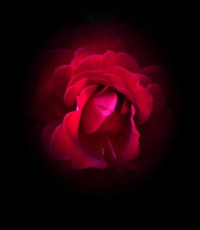 red rose, rose bloom, black background, flower photography, close-up, macro, floral art, dark background, romantic, love, elegance, natural beauty, velvety petals, intricate, vibrant color, botanical, nature, garden, flower detail, dramatic lighting, passion, symbolism