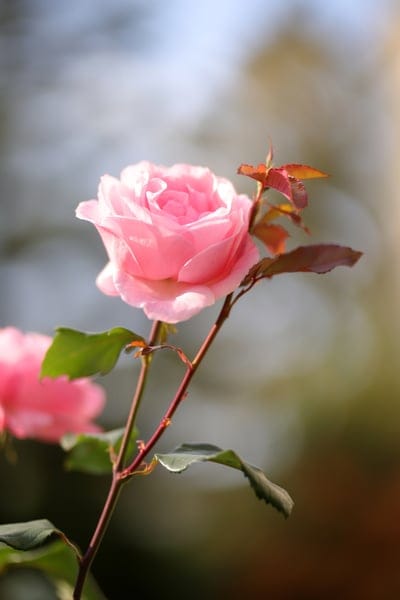 Pink rose with soft petals glows under gentle sunlight against a blurred green garden background with bokeh.