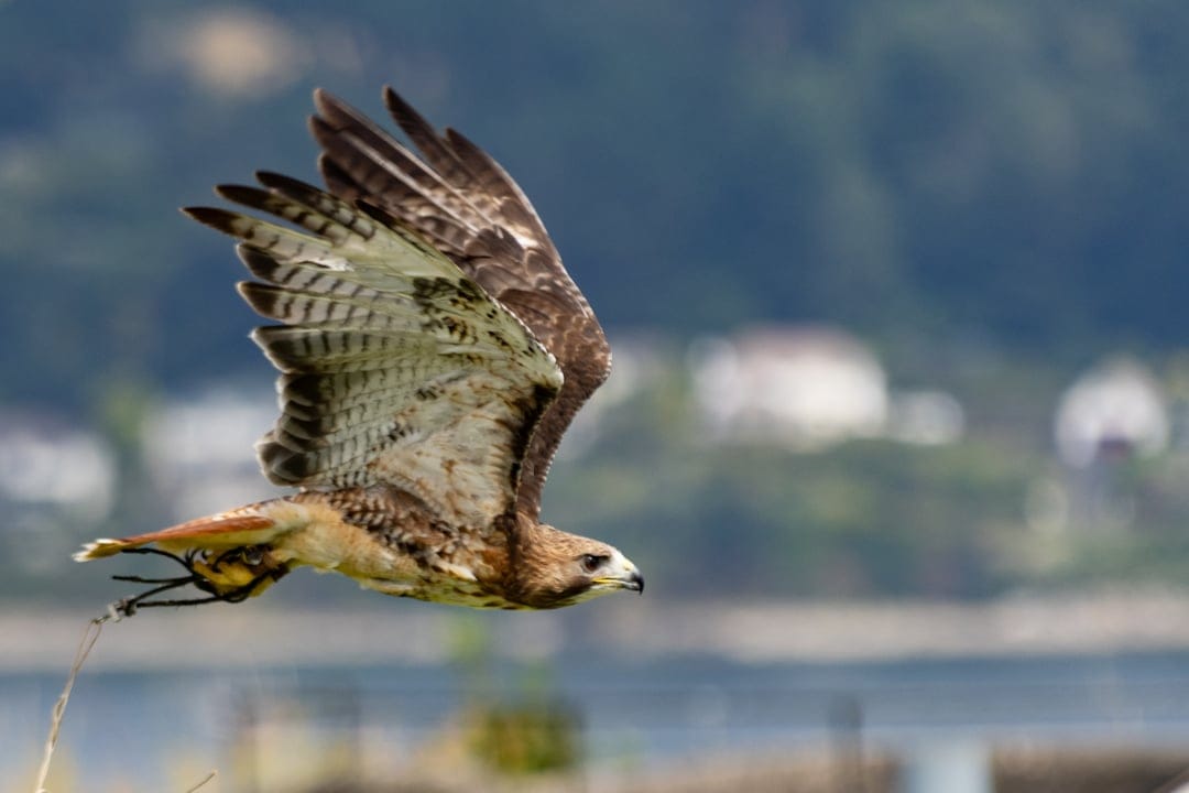 Red-tailed hawk in flight with leather jesses against a blurred backdrop of green hills and shimmering water.