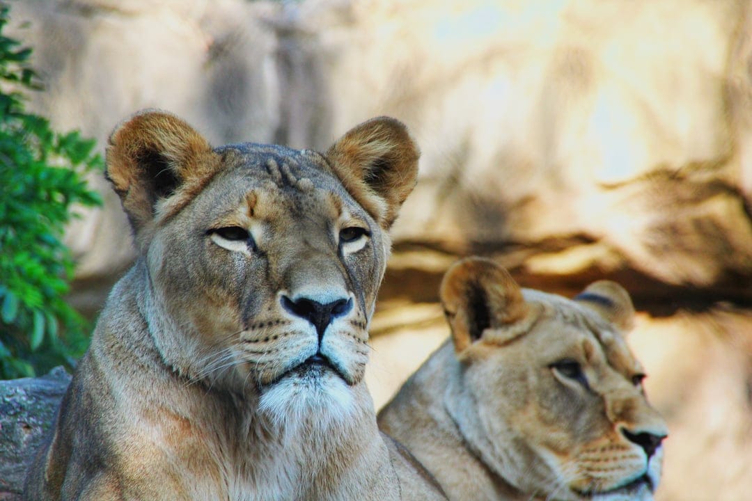 Two lionesses with golden fur and focused amber eyes look ahead against a softly blurred greenery background.