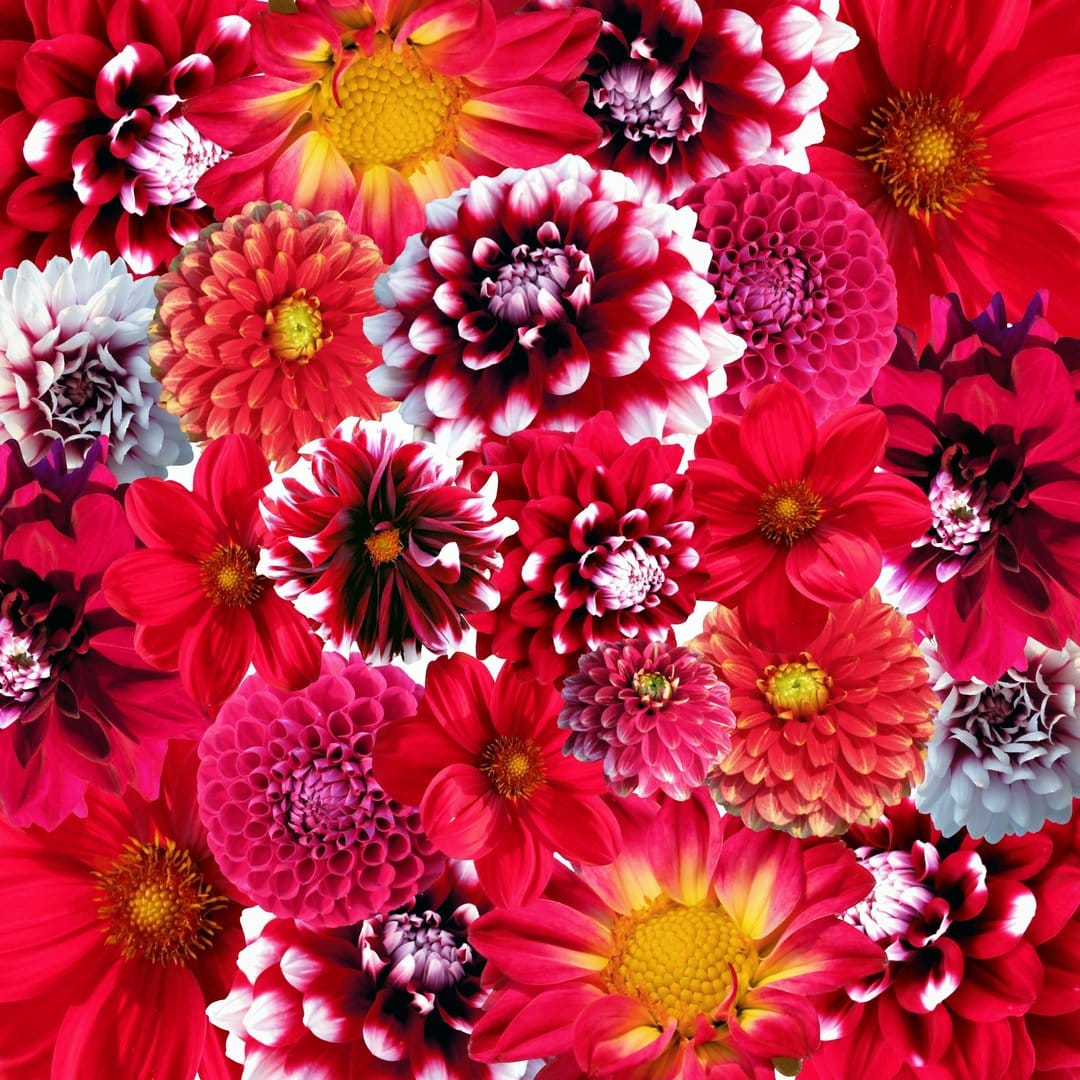 Red and pink dahlia blossoms with layered petals in a dense macro arrangement for a vertical phone background.