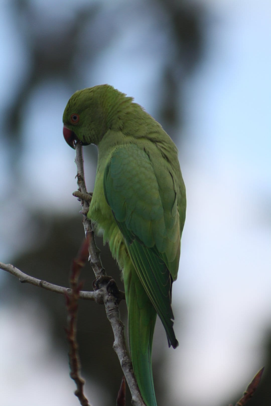 Green Ringneck parrot with a red beak and bright eyes perches on a bare branch against a blurred background.