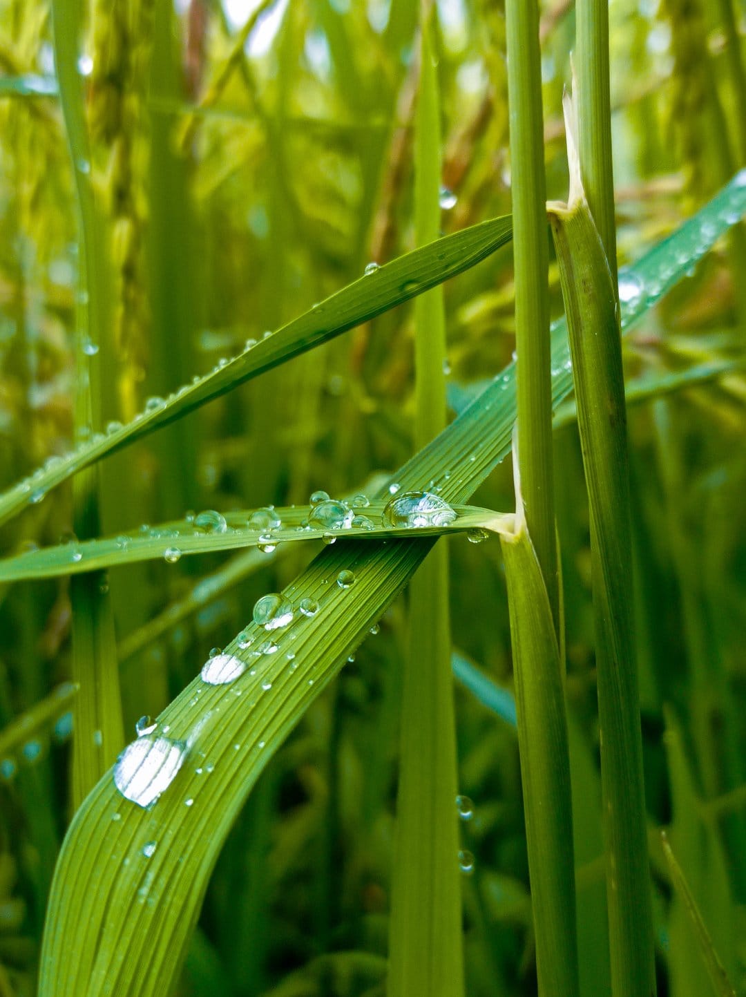 Spherical water droplets cling to sharp green grass blades with a soft blurred background in morning light.