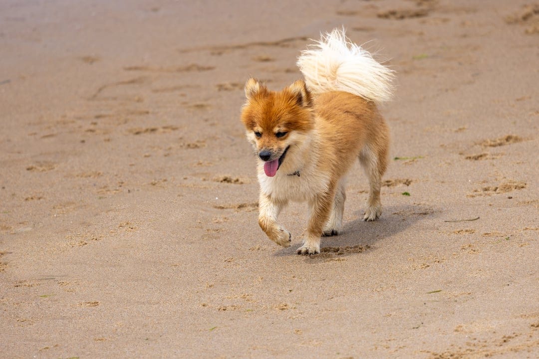 Pomeranian dog with fluffy tan fur walks along a textured sandy beach under bright coastal sunlight.