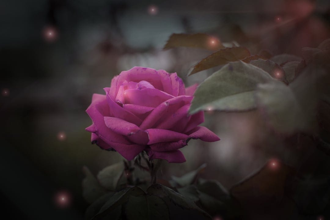 Pink rose bloom with velvety petals surrounded by floating orange light specks against a dark moody garden.
