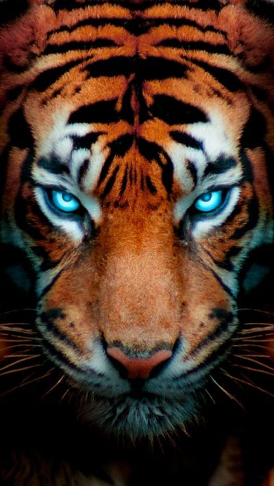 tiger,glance,big cat,predator