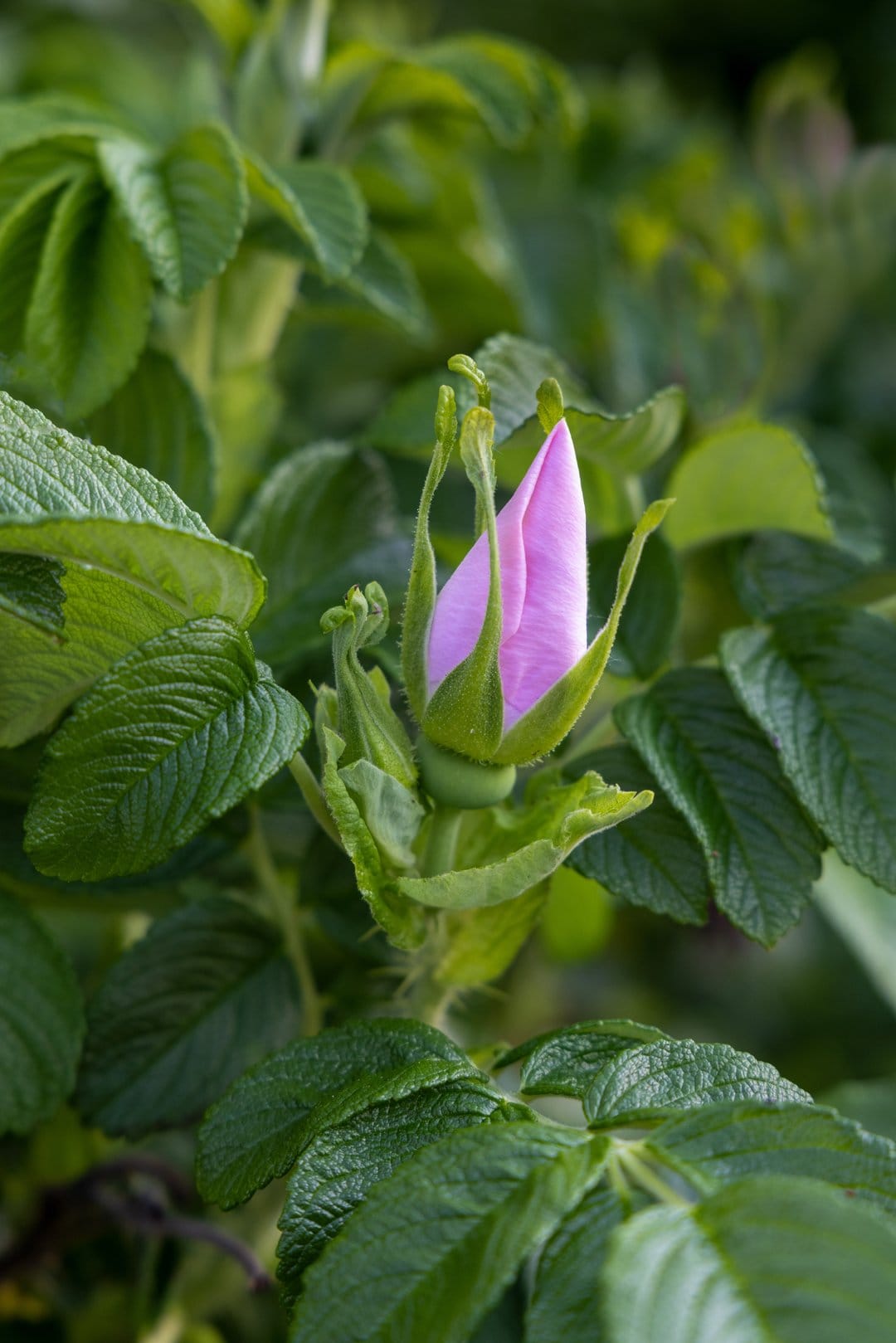 Pink rose bud with delicate petals surrounded by dark green textured leaves in a vertical macro garden view.