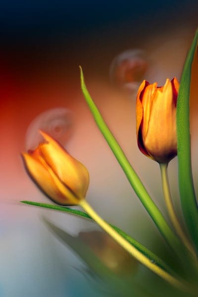 Golden tulips with green stems glow against a blurred orange and blue background in a soft focus macro shot.