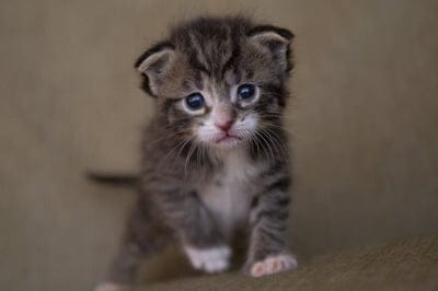 Cute baby kitten wallpaper,kitten background,cute pet,grey white cat,cute pet wallpaper
