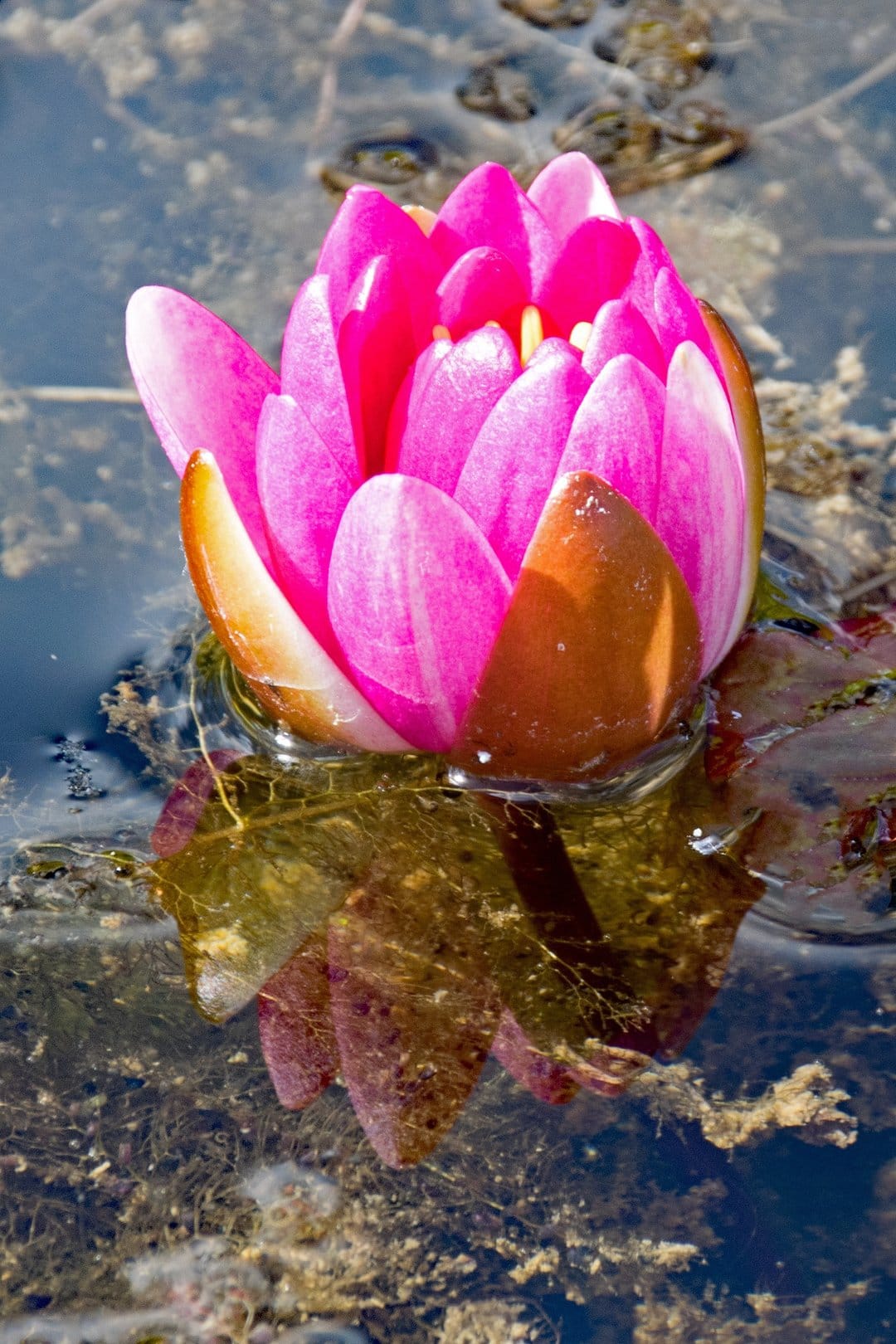 Pink water lily bud opening above dark pond water with its colorful reflection mirrored on the rippling surface.