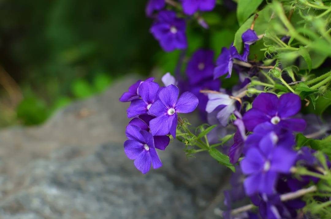 Purple flowers with white centers grow beside a grey rock with a soft-focus garden background in the distance.