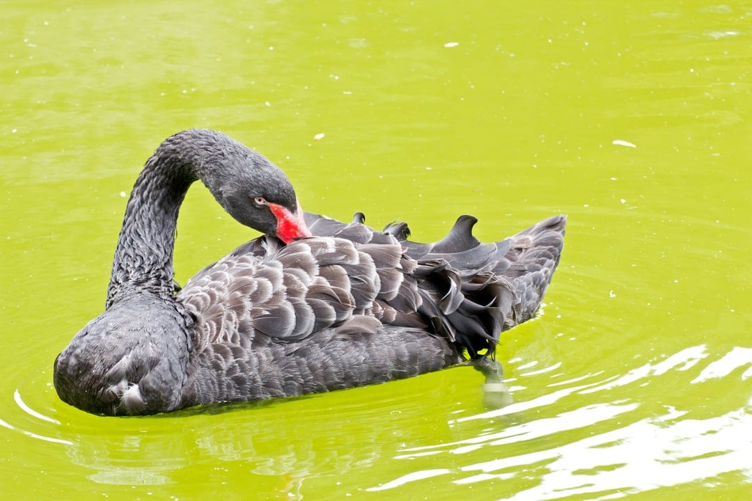 Black swan with a red beak preening its feathers on the surface of vibrant neon green rippling water.