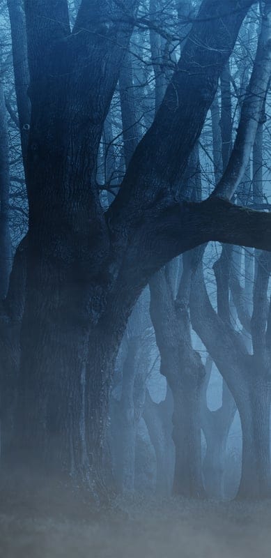 Forest, mist, fog, nature, landscape, peaceful, serene, tranquil, beautiful, outdoor, trees, dark, blue, ethereal, mysterious, moody, woodland, quiet, atmospheric, spooky
