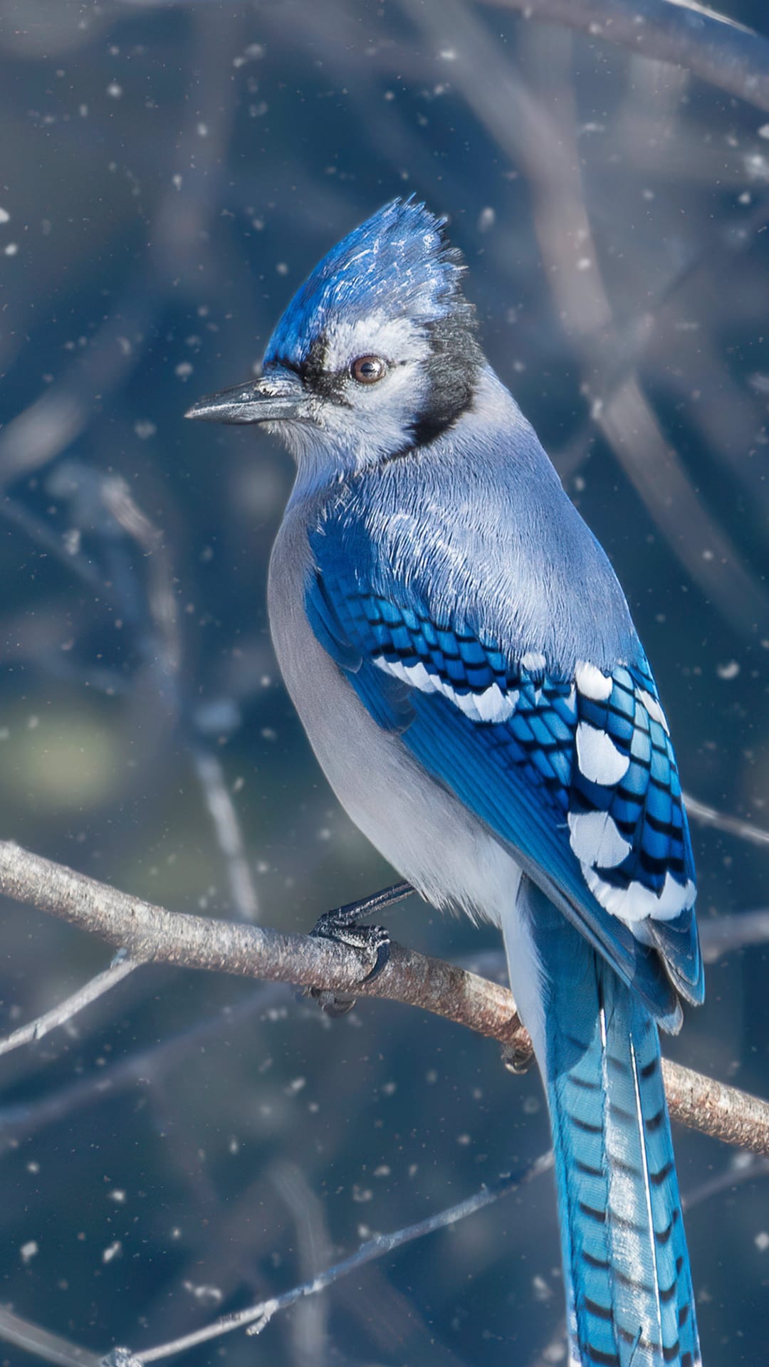 Blue Jay with bright azure feathers and a sharp crest perched on a bare, snowy branch during a winter snowfall.