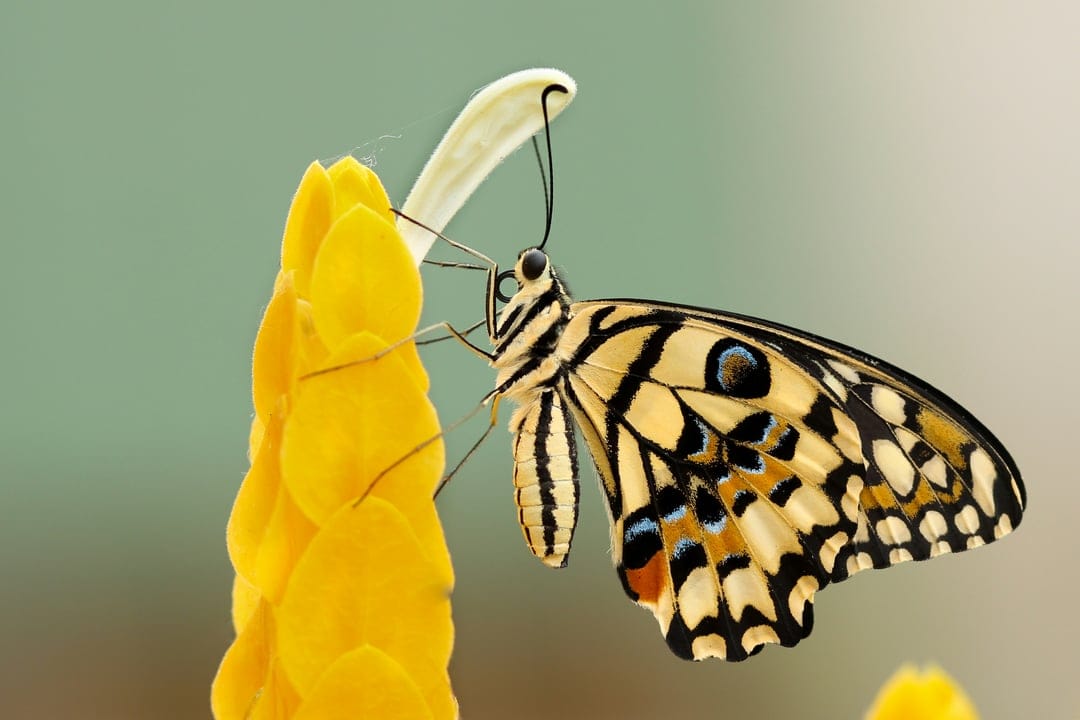 Yellow butterfly with blue wing spots feeds on a golden flower against a soft-focus green background.