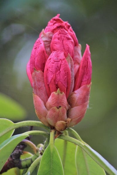 rhododendron, flower bud, pink flower, floral macro, nature, gardening, botany, spring, blooming, unfurling, plant detail, close-up, outdoor, foliage, texture, vibrant, botanical, horticulture, new growth, seasonal, fragile, delicate