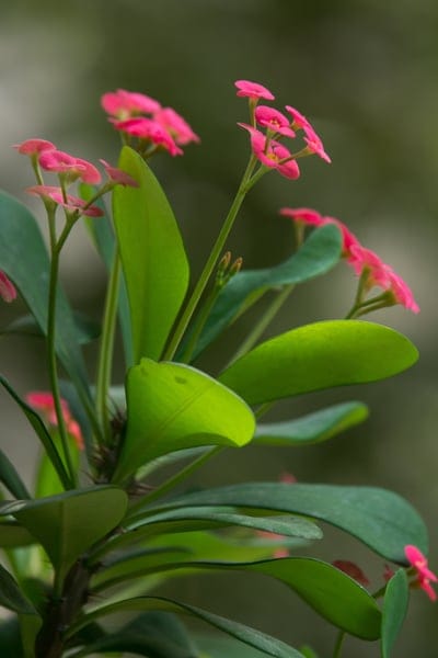 Pink Euphorbia milii blooms and waxy green leaves stand out against a soft-focus background with subtle stem thorns.