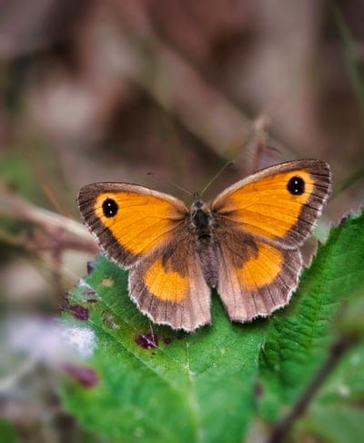 Orange butterfly with circular black eye spots rests on a bright green leaf in a shallow focus macro shot.