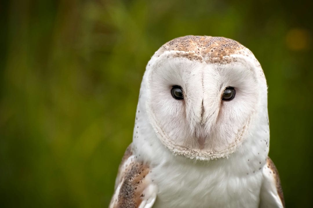 Barn Owl with a white heart-shaped face stares forward against a blurred, vibrant green forest background.