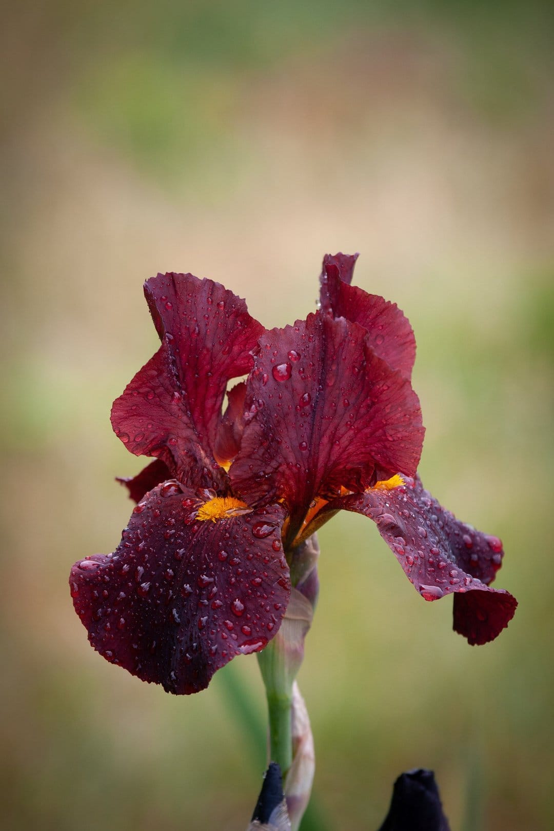 Deep red iris petals with sparkling raindrops and a yellow center against a soft green-toned background.