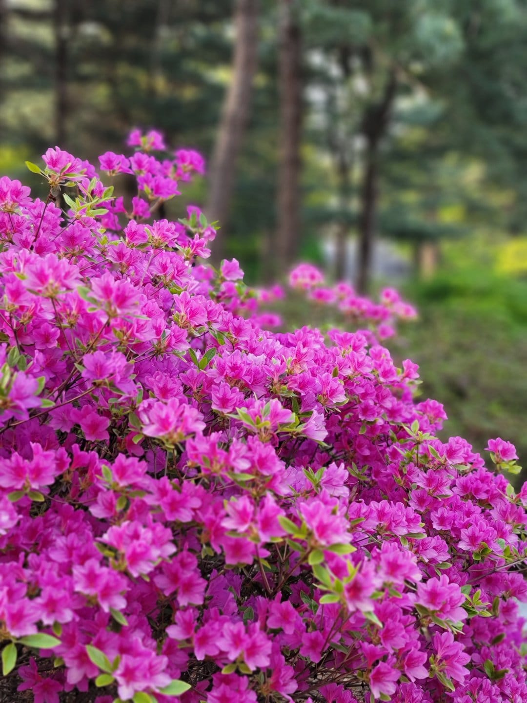 Pink azalea flowers with delicate petals bloom in a lush forest setting against a soft-focus green background.