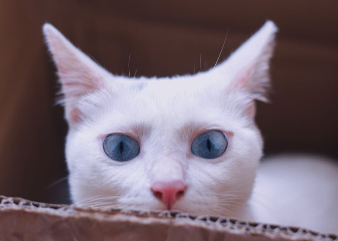 White cat with sapphire blue eyes and a pink nose peeks over the textured edge of a brown cardboard box.