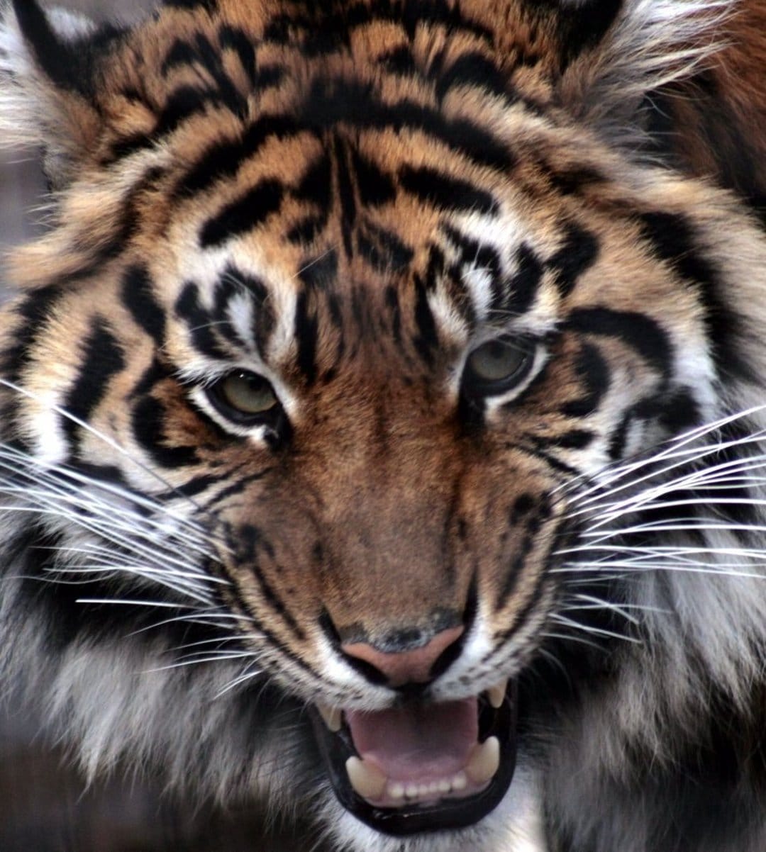 Tiger roaring with bared teeth and intense green eyes showing detailed orange fur and black stripe patterns.